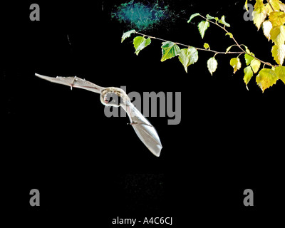 Weissbart Fledermaus (Myotis Mystacinus) im Flug in der Nacht. UK-Oktober Stockfoto