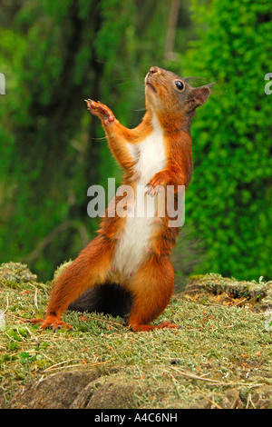 Eichhörnchen (Sciurus Vulgaris) auf den Hinterbeinen stehend Stockfoto