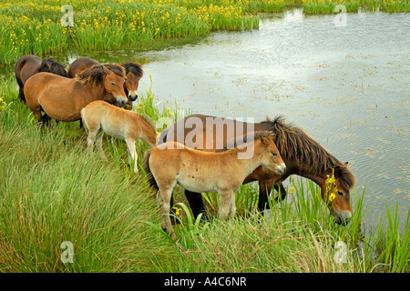 Exmoor Pony (Equus Caballus), Stuten mit Fohlen aus Teich trinken. Niederlande-Texel-Mai Stockfoto