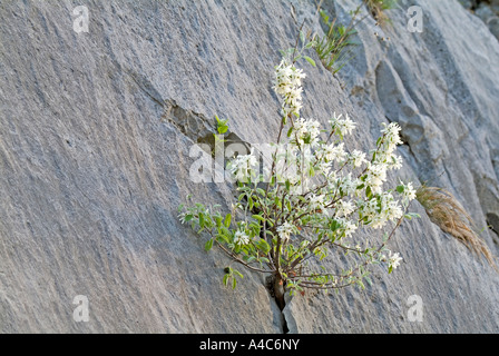 Europäische Elsbeere, verschneiten Mespillus (Amelanchier Ovalis), blühenden Strauch in einen Riss in einer Felswand Stockfoto