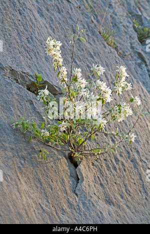 Europäische Elsbeere, verschneiten Mespillus (Amelanchier Ovalis), blühenden Strauch in einen Riss in einer Felswand Stockfoto