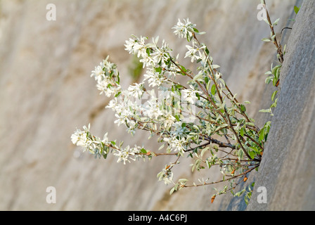 Europäische Elsbeere, verschneiten Mespillus (Amelanchier Ovalis), blühenden Strauch in einen Riss in einer Felswand Stockfoto