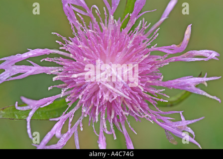 Brown-Flockenblume (Centaurea Jacea), Blume in der Nähe Stockfoto