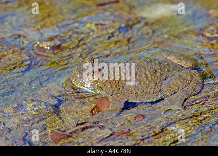 Gelbbauchunke, Angsthase Kröte, bunte Feuer Kröte (Geburtshelferkröte Variegata) im flachen Wasser Stockfoto