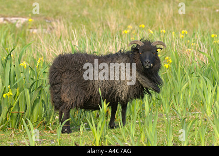 Hebridean Schafe (Ovis Ammon Aries) stehen unter blühenden Flag Iris. Stockfoto