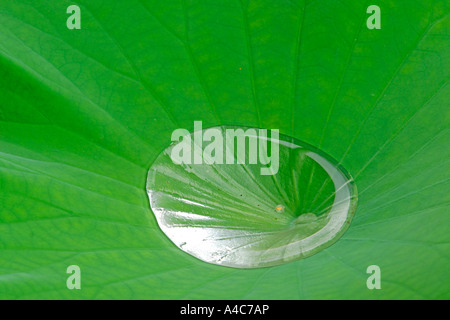 Wassertropfen auf Blatt der indische heilige Lotus (Nelumbo Nucifera) Stockfoto