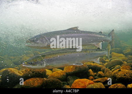 Atlantischer Lachs (Salmo salar), zwei Personen im Zentrum norwegischen Lachs. Stockfoto