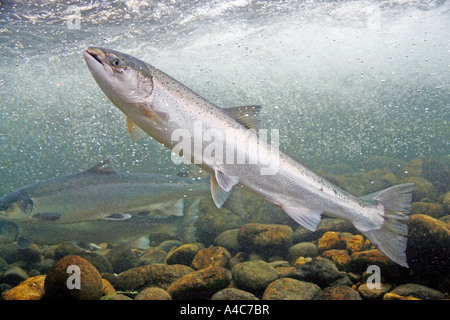 Atlantischer Lachs (Salmo salar) schwimmen in einem stream Stockfoto