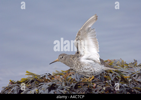 Meerstrandläufer (Calidris Maritima) thront auf Algen. Stockfoto