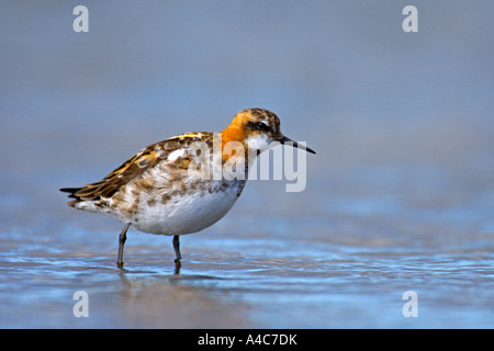 Rot-necked Phalarope (Phalaropus Lobatus), Männchen. Island-Juli Stockfoto