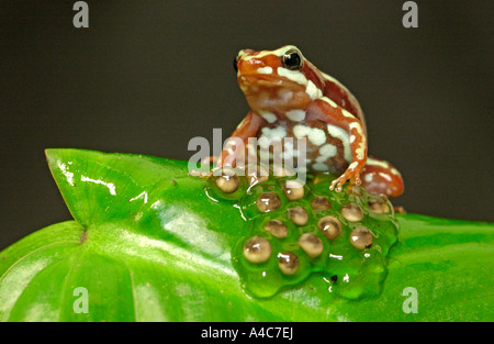 Phantasmal Pfeilgiftfrosch bewachen seinen Eiern (Epipedobates Tricolor) Stockfoto