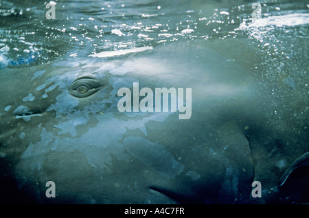 Pottwal (Physeter Macrocephalus, Physeter Catodon), Kopf und Augen des jungen Mannes in Nahaufnahme Stockfoto