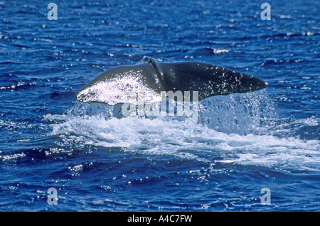 Pottwal (Physeter Macrocephalus, Physeter Catodon), tail Fluke Tauchen einzelner Stockfoto