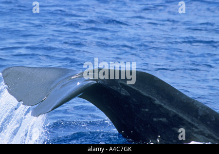 Pottwal (Physeter Macrocephalus, Physeter Catodon), tail Fluke Tauchen einzelner Stockfoto