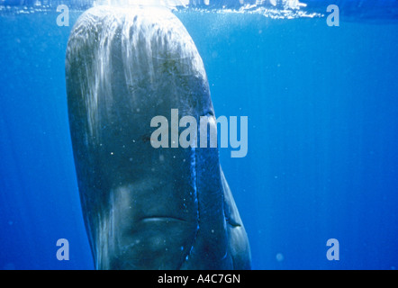 Pottwal (Physeter Macrocephalus, Physeter Catodon), junger Mann schlafen an der Oberfläche Stockfoto