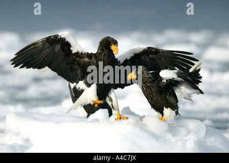 Zwei Stellers Seeadler, Stellers Seeadler (Haliaeetus Pelagicus) Streitereien auf Eis Stockfoto