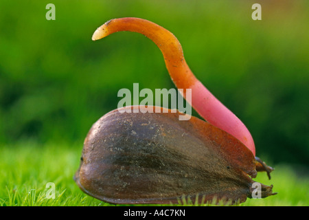 Europäische Buche, Rotbuche (Fagus Sylvatica), Sämling, keimende Buche Nuss Stockfoto