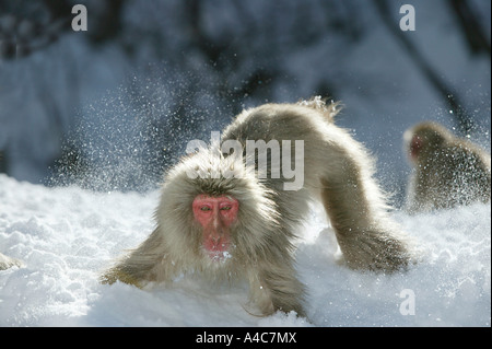 Japanischen Makaken, Schnee-Affen (Macaca Fuscata) auf der Suche nach Nahrung im Schnee. Stockfoto