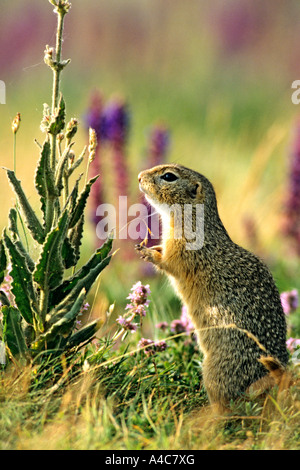 Europäische Ziesel Europäische Ziesel, Europäische Zieselmaus (Citellus Citellus, Spermophilus Citellus) Stockfoto