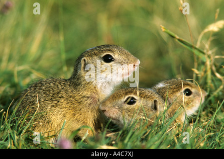 Europäischer Ziesel (Citellus Citellus, Spermophilus Citellus), junge Stockfoto