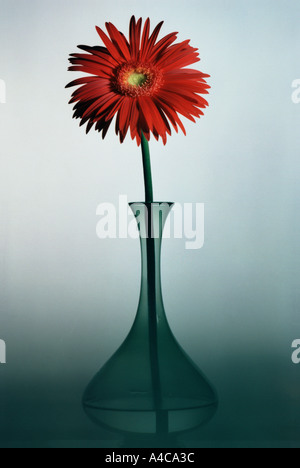 Rote gerbera Stockfoto