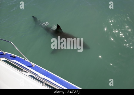 der weiße Hai dicht unter der Oberfläche schwimmen Stockfoto