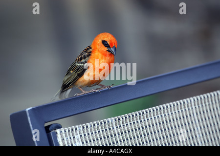 Madagaskar Red Fody Vogel Foudia madagascariensis Stockfoto