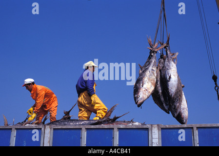 Entladung Thunfisch aus dem Gefrierschrank Schiff in den Hafen von Ribeira in Galicien Spanien Stockfoto