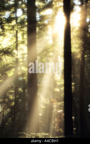 Lichtstrahlen auf nebliger Tag Evegreen Wald Whislter BC Kanada Stockfoto