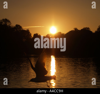 Eine Möwe bei Sonnenuntergang; Highfields University Park Nottinghamshire UK Stockfoto