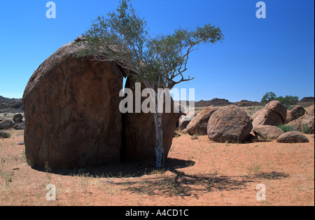 Baum und jeder Stein Namibia 2000 Stockfoto