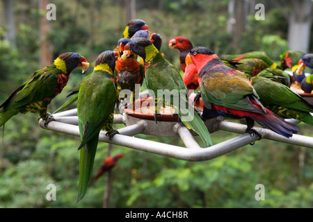 Lory Loft Jurong Bird Park, Singapur Stockfoto