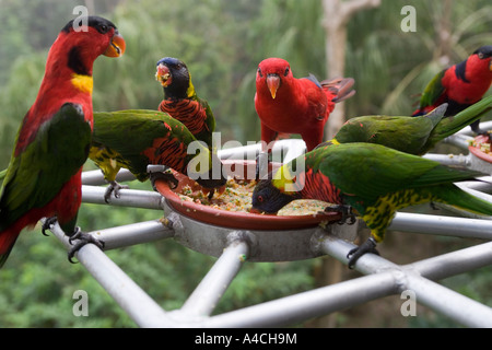 Lory Loft Jurong Bird Park, Singapur Stockfoto