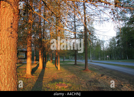 Die aufgehende Sonne beleuchtet die Bäume am Rande eines Waldes in Finnland. Stockfoto