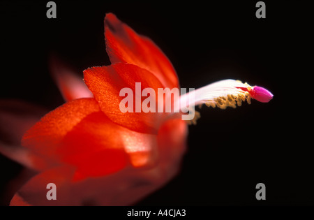 Leuchtend rot blühende Kakteen der Gattung Epiphyten - Weihnachten-Kakteen Stockfoto