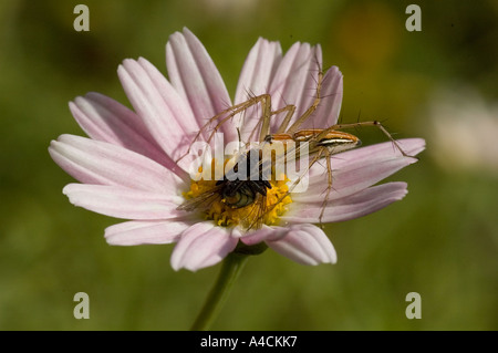 Spinne auf Blume Stockfoto