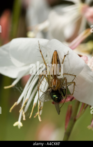 Spinne auf Blume Stockfoto