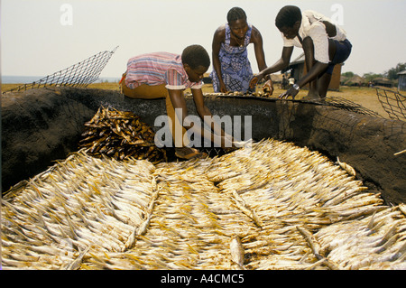 Fischer bei Pakwach Dorf am Viktoriasee Salz die Fische, die Sie gefangen haben und lassen Sie diese in der Sonne trocknen. Stockfoto