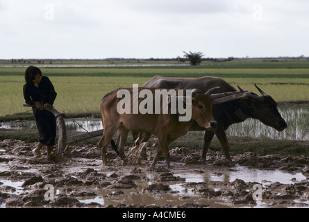 Kambodscha: Ein junges Mädchen Pflüge der Familie Reisfeld vor Neubepflanzung mit transplantierten Reis. Stockfoto