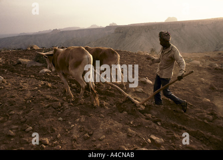 GEBREMARIAM GOYTEM PFLÜGE SEINES FACHS WÄHREND DAS KOMMEN EINER NEUEN HUNGERSNOT MESHAL DORF, MAI 1991. Stockfoto