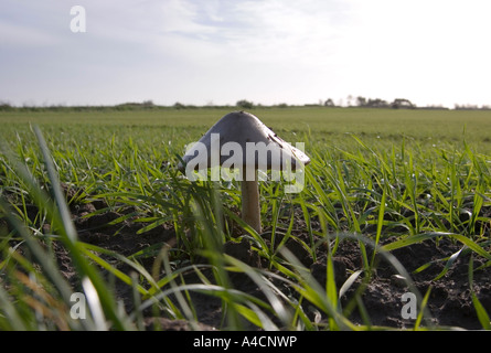 Close-up Bodenansicht der einzelnen Waldpilz im Feld Stockfoto