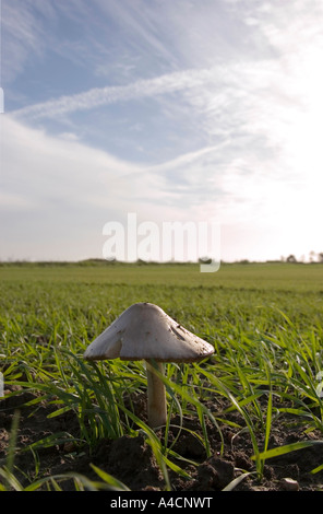 Bodenansicht Nahaufnahmen der einzelnen Waldpilz im Feld Stockfoto