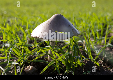 Einzelne Waldpilz im Feld Stockfoto
