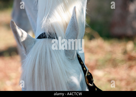 Nahaufnahme der Spitze der Pferdekopf s Stockfoto