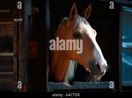 Nahaufnahme des Pferdes Stockfoto