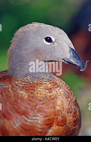 Ashy Leitung Gans Stockfoto