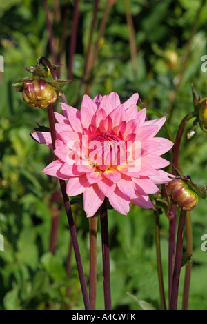 Rosa Seerose Stockfoto