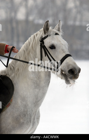 Reitpferd im winter Stockfoto