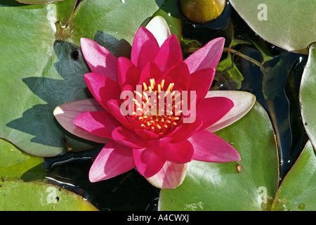 Rosa Seerose Stockfoto