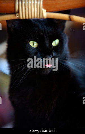 Nahaufnahme der Katze mit Zunge heraus Stockfoto